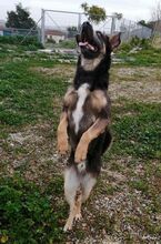 JORGE, Hund, Mischlingshund in Spanien - Bild 4