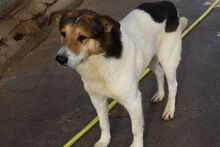 TEULER, Hund, Mischlingshund in Spanien - Bild 2