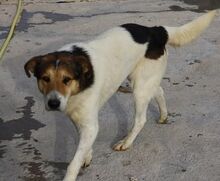 TEULER, Hund, Mischlingshund in Spanien - Bild 4