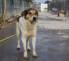 TEULER, Hund, Mischlingshund in Spanien - Bild 5