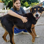 PABLO, Hund, Mischlingshund in Spanien - Bild 2