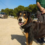 PABLO, Hund, Mischlingshund in Spanien - Bild 4