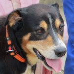PABLO, Hund, Mischlingshund in Spanien - Bild 5