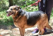 IRMA, Hund, Mischlingshund in Aerzen - Bild 4