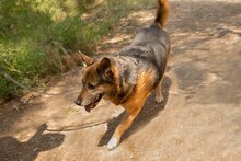 IRMA, Hund, Mischlingshund in Aerzen - Bild 6
