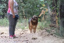 IRMA, Hund, Mischlingshund in Aerzen - Bild 7