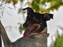 ALF, Hund, Bodeguero Andaluz in Spanien - Bild 1