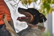 ALF, Hund, Bodeguero Andaluz in Spanien - Bild 2