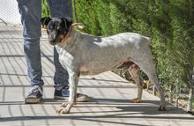 ALF, Hund, Bodeguero Andaluz in Spanien - Bild 3