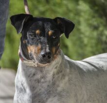 ALF, Hund, Bodeguero Andaluz in Spanien - Bild 7