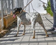 ALF, Hund, Bodeguero Andaluz in Spanien - Bild 8