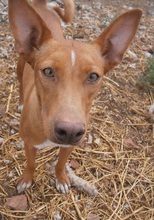 ZOE, Hund, Podenco in Spanien - Bild 2