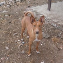 ZOE, Hund, Podenco in Spanien - Bild 4
