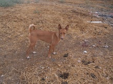 ZOE, Hund, Podenco in Spanien - Bild 5