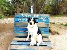 JOYCE, Hund, Mischlingshund in Griechenland - Bild 1