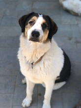 JOYCE, Hund, Mischlingshund in Griechenland - Bild 2