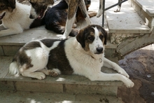 JOYCE, Hund, Mischlingshund in Griechenland - Bild 3