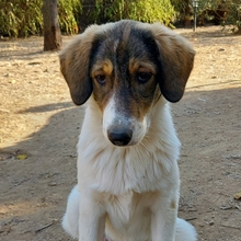 JOYCE, Hund, Mischlingshund in Griechenland - Bild 5
