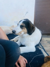 JOYCE, Hund, Mischlingshund in Griechenland - Bild 7