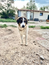 JOYCE, Hund, Mischlingshund in Griechenland - Bild 8