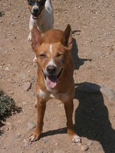 ELVIS, Hund, Podenco in Spanien - Bild 1