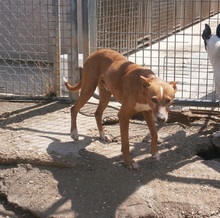 ELVIS, Hund, Podenco in Spanien - Bild 4