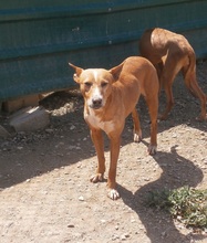 ELVIS, Hund, Podenco in Spanien - Bild 8