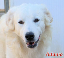 ADAMO, Hund, Herdenschutzhund in Italien - Bild 1