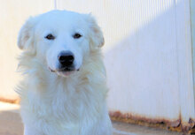 ADAMO, Hund, Herdenschutzhund in Italien - Bild 3