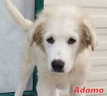 ADAMO, Hund, Herdenschutzhund in Italien - Bild 7