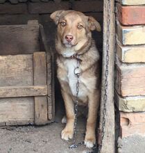 ERLING, Hund, Mischlingshund in Bulgarien - Bild 1