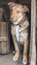 ERLING, Hund, Mischlingshund in Bulgarien - Bild 2