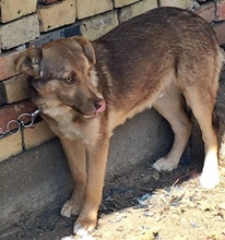 ERLING, Hund, Mischlingshund in Bulgarien - Bild 3