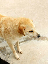 GLORIA, Hund, Mischlingshund in Rumänien - Bild 1