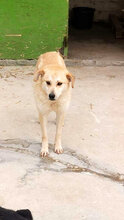 GLORIA, Hund, Mischlingshund in Rumänien - Bild 10