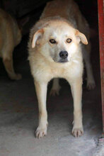 GLORIA, Hund, Mischlingshund in Rumänien - Bild 11