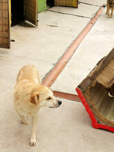 GLORIA, Hund, Mischlingshund in Rumänien - Bild 12
