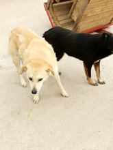 GLORIA, Hund, Mischlingshund in Rumänien - Bild 2