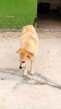 GLORIA, Hund, Mischlingshund in Rumänien - Bild 3