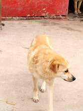 GLORIA, Hund, Mischlingshund in Rumänien - Bild 4