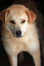 GLORIA, Hund, Mischlingshund in Rumänien - Bild 5