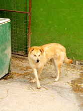 GLORIA, Hund, Mischlingshund in Rumänien - Bild 7