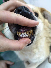 GLORIA, Hund, Mischlingshund in Rumänien - Bild 8