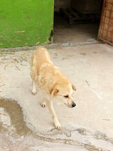 GLORIA, Hund, Mischlingshund in Rumänien - Bild 9