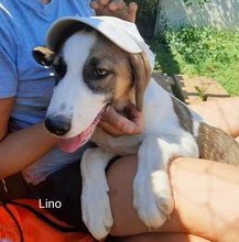 JOEYLINO, Hund, Mischlingshund in Griechenland - Bild 10
