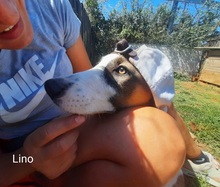 JOEYLINO, Hund, Mischlingshund in Griechenland - Bild 11