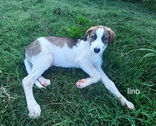 JOEYLINO, Hund, Mischlingshund in Griechenland - Bild 6