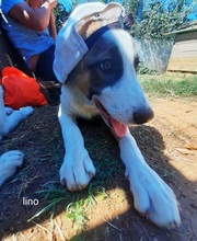 JOEYLINO, Hund, Mischlingshund in Griechenland - Bild 8