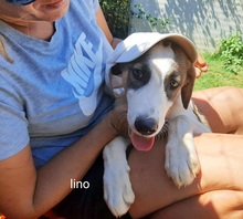 JOEYLINO, Hund, Mischlingshund in Griechenland - Bild 9