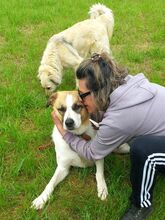 RICO, Hund, Hirtenhund-Mix in Griechenland - Bild 10